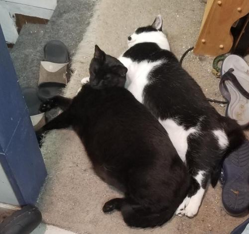 Bombay and Daisy: Cats can spoon, too.
