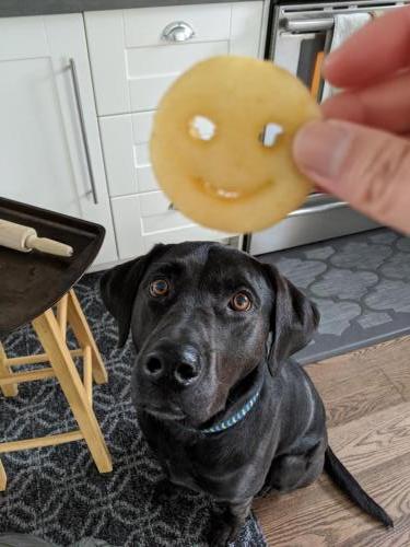 Cody: Communion wafer or Ore-Ida smiley face fry? Either way this dog is in heaven.