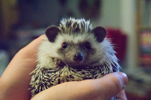 Kallie: owner surprised that ‘mini-porcupine’ adopted from shelter actually a hedgehog.