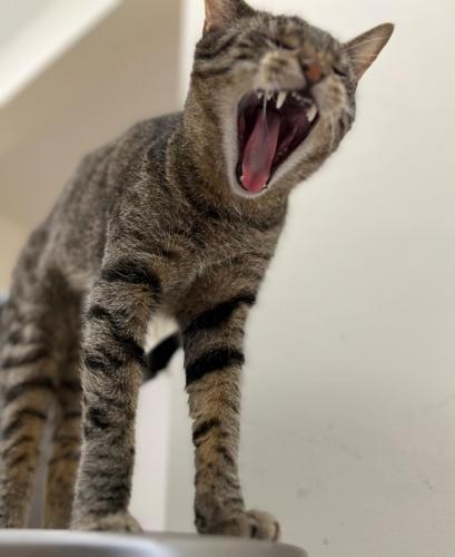 Namu: Yawn or lion roar? Use your imagination.